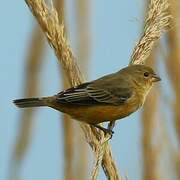 Rufous-rumped Seedeater