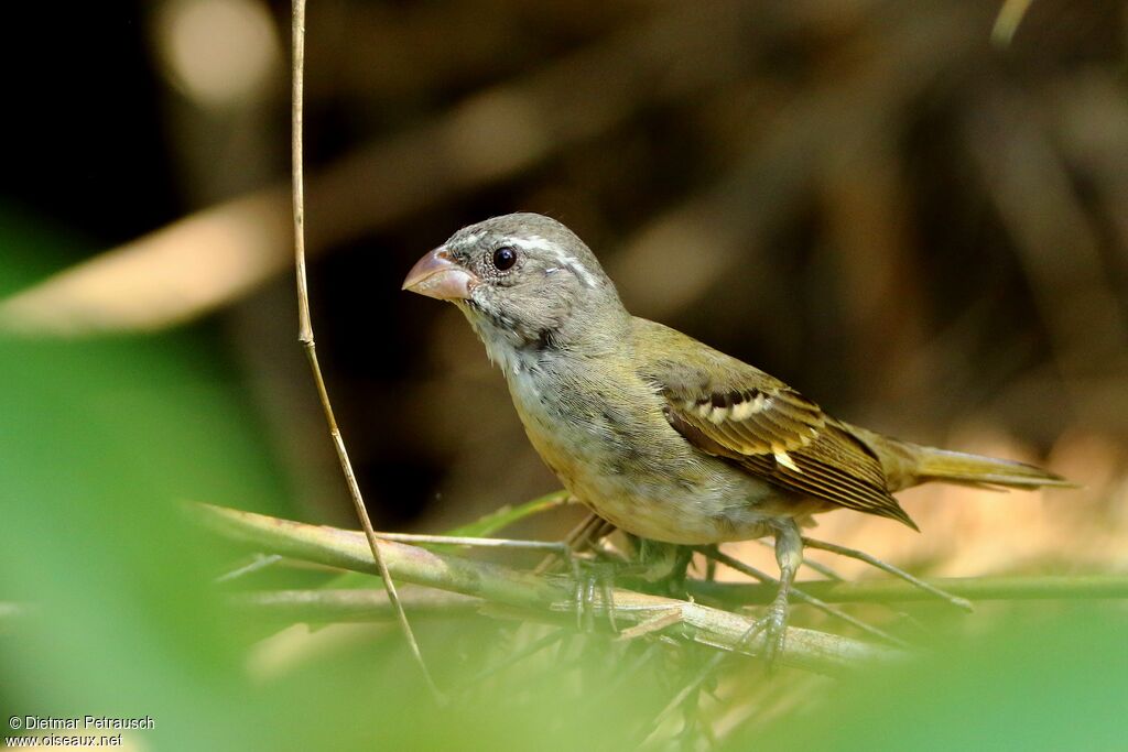 Buffy-fronted Seedeater male adult