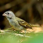 Buffy-fronted Seedeater