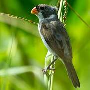 White-throated Seedeater