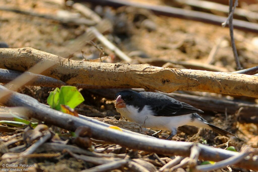 White-bellied Seedeater male adult