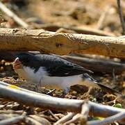 White-bellied Seedeater