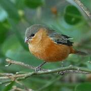 Tawny-bellied Seedeater