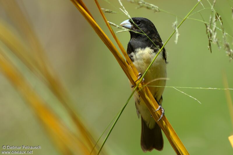Yellow-bellied Seedeater male adult