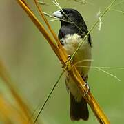 Yellow-bellied Seedeater