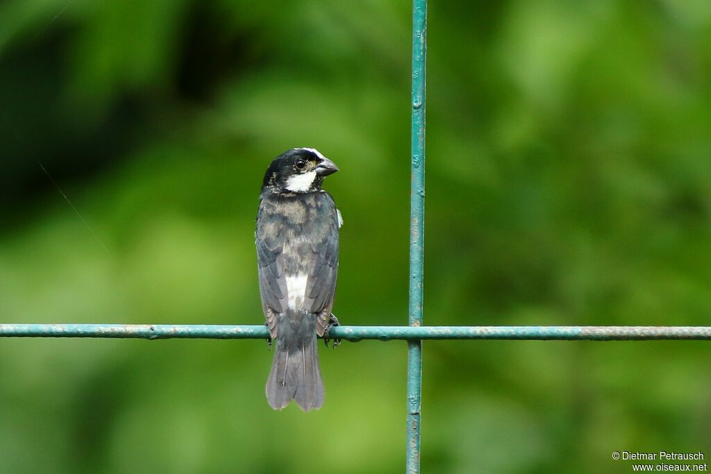 Lined Seedeater male adult