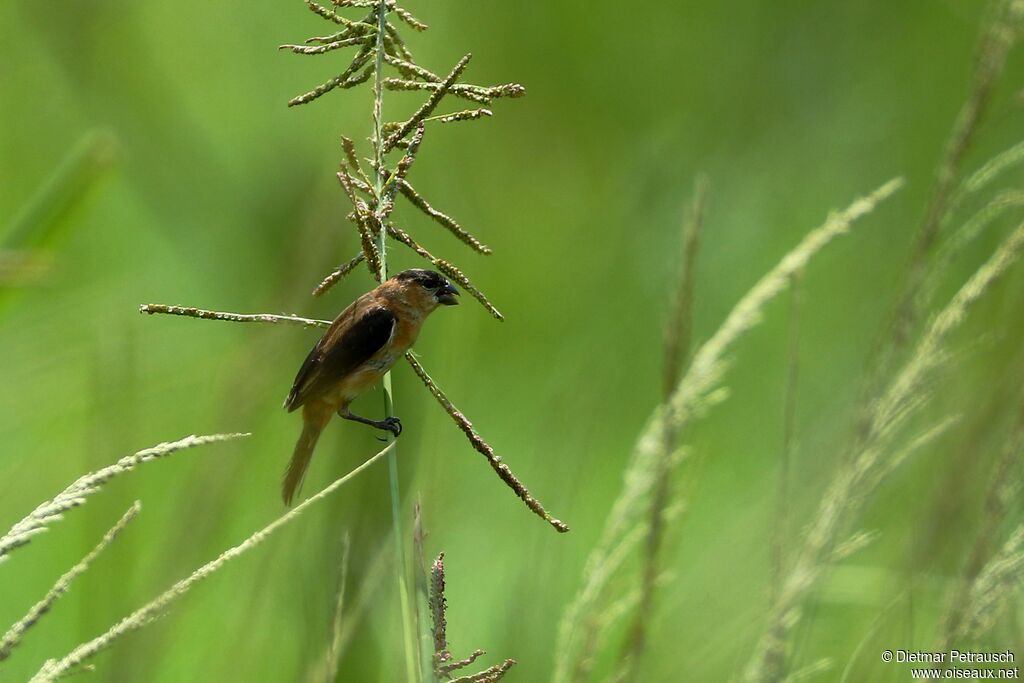 Copper Seedeater male adult