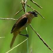 Copper Seedeater