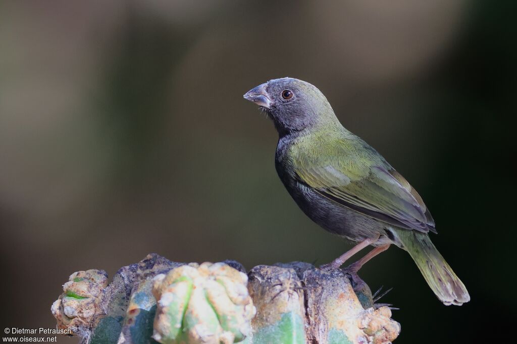 Black-faced Grassquit