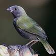 Sporophile cici