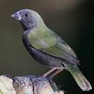 Sporophile cici