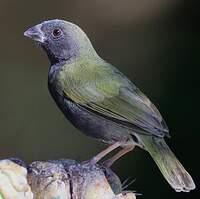 Sporophile cici