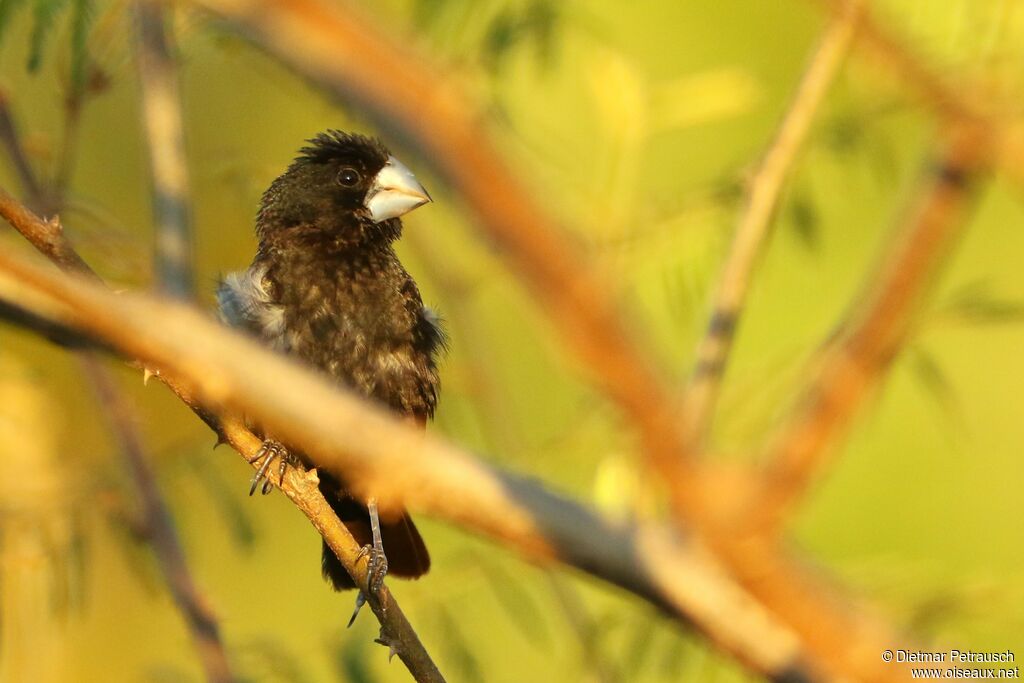 Large-billed Seed Finch male adult