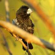 Large-billed Seed Finch