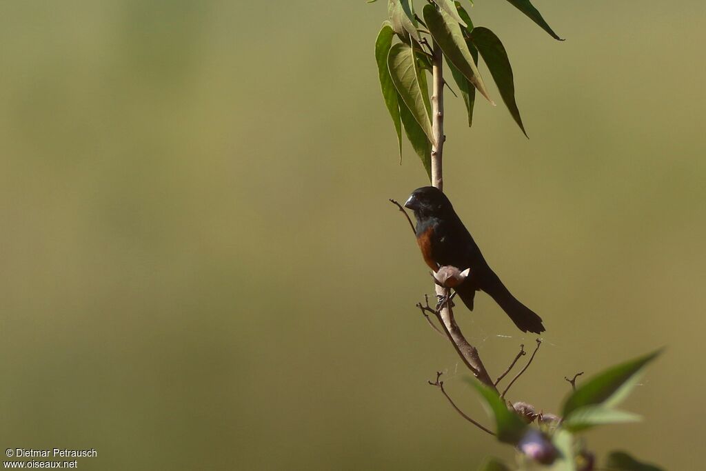 Chestnut-bellied Seed Finch male adult