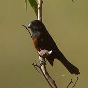 Chestnut-bellied Seed Finch