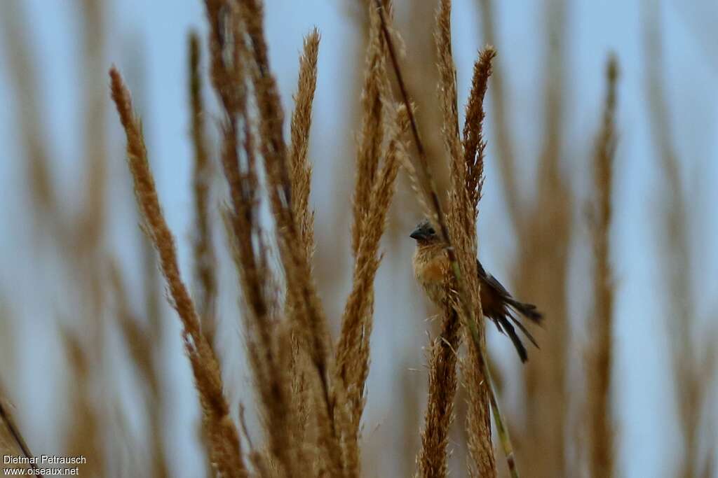 Sporophile d'Iberaadulte