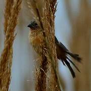 Ibera Seedeater