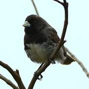 Dubois's Seedeater