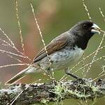 Sporophile de Dubois