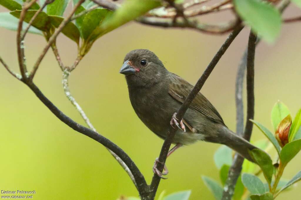 Sooty Grassquit male subadult, identification