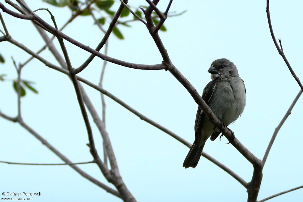 Sporophile gris-de-plomb mâle adulte