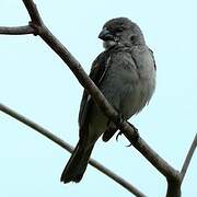 Plumbeous Seedeater