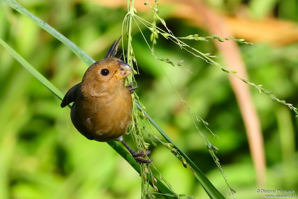 Sporophile intermédiaire