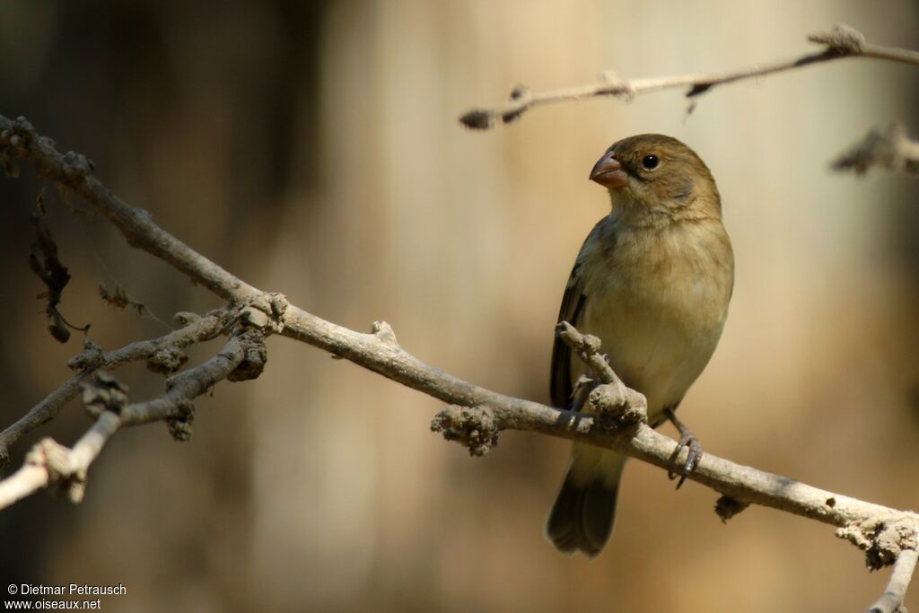 Drab Seedeater female adult