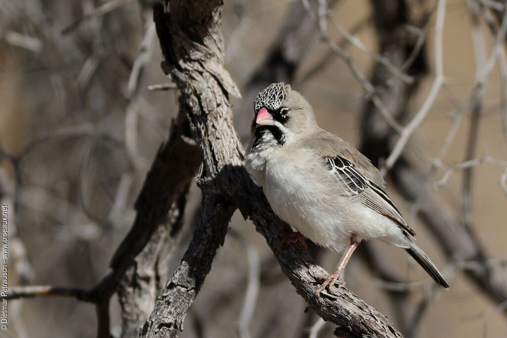 Scaly-feathered Weaveradult