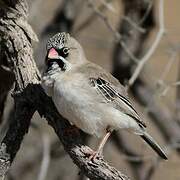 Scaly-feathered Weaver