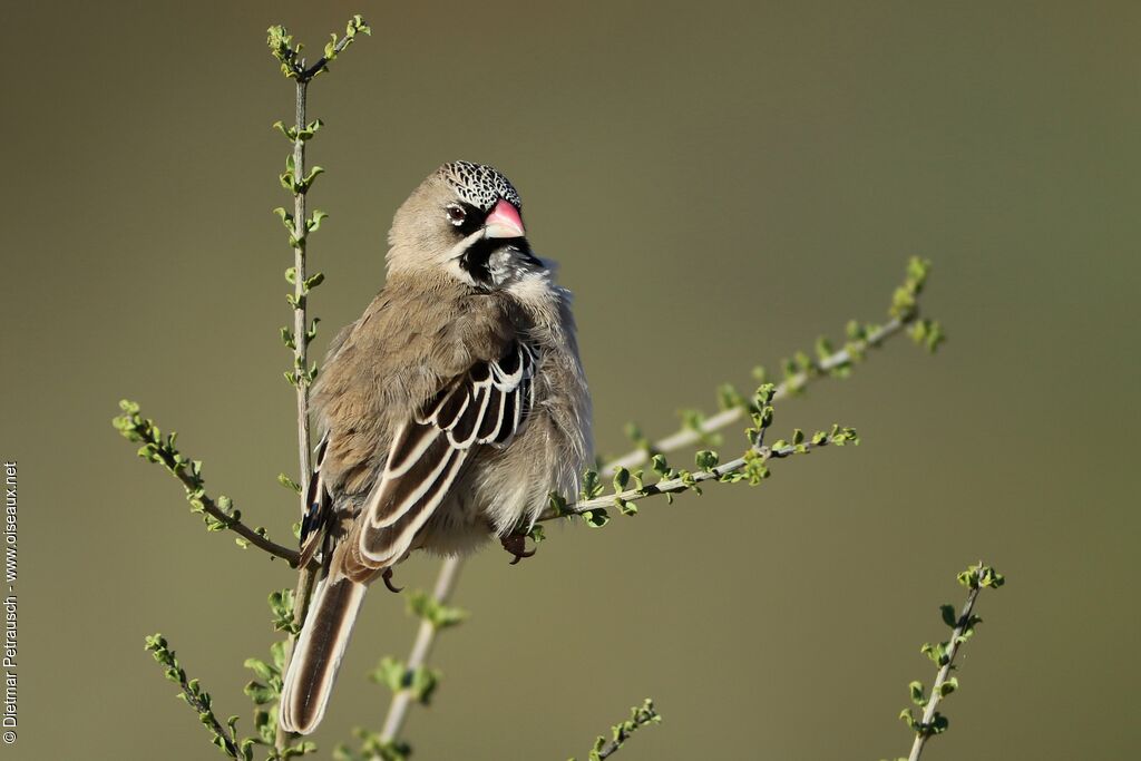 Scaly-feathered Weaveradult