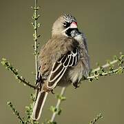 Scaly-feathered Weaver