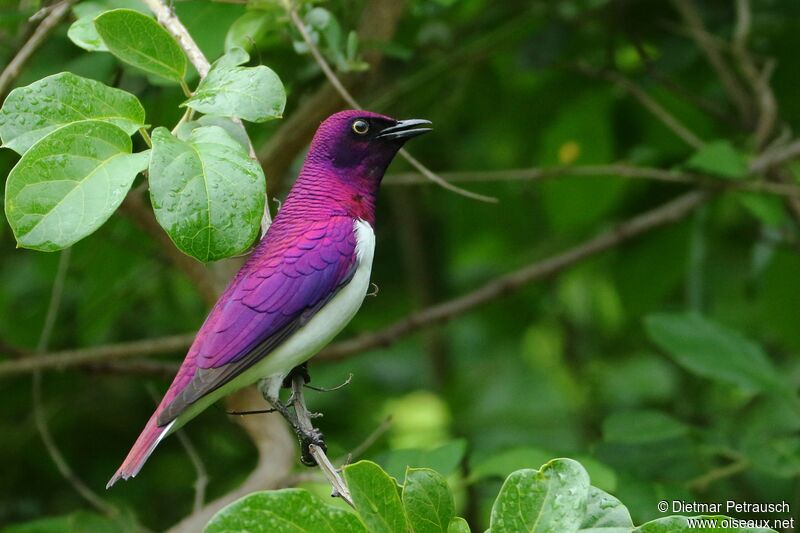 Violet-backed Starling male adult