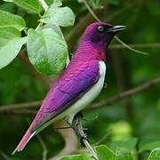 Violet-backed Starling