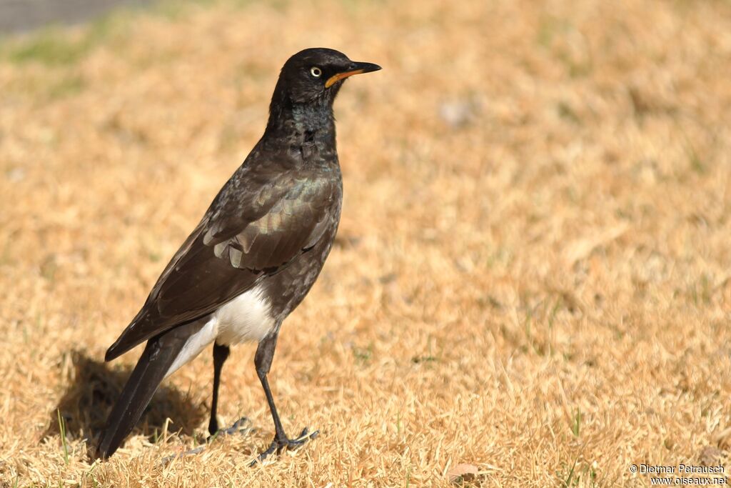 Pied Starlingadult