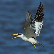 Large-billed Tern