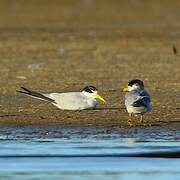 Yellow-billed Tern