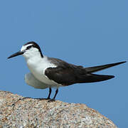 Bridled Tern