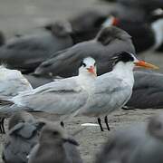 Elegant Tern