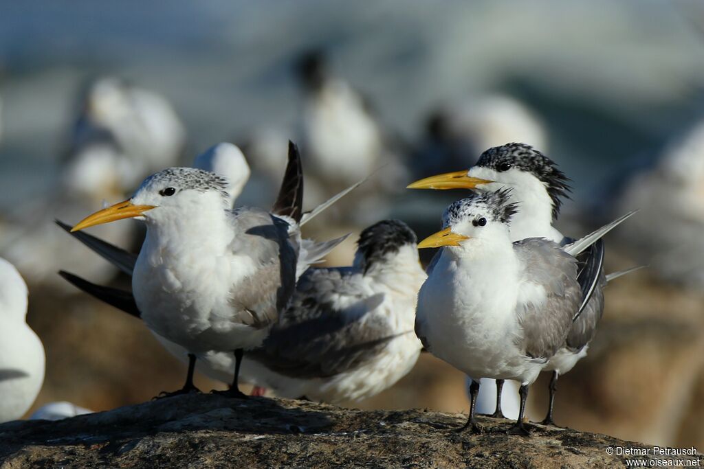 Greater Crested Ternadult post breeding