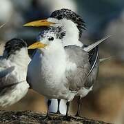 Greater Crested Tern