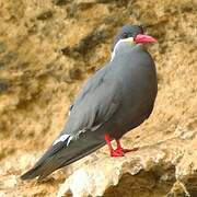 Inca Tern