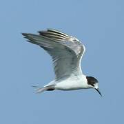 Little Tern