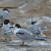 Common Tern