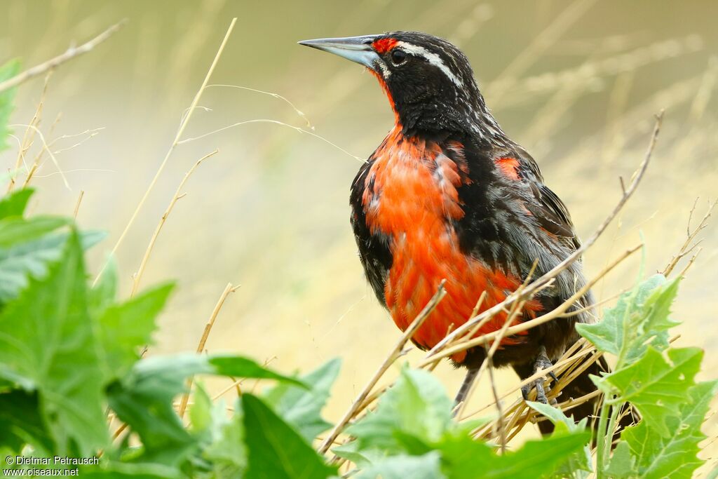 Long-tailed Meadowlark male adult