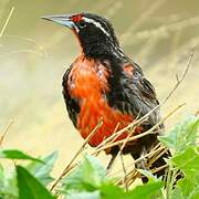 Long-tailed Meadowlark