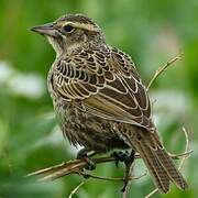 Long-tailed Meadowlark