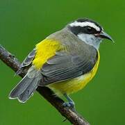 Bananaquit