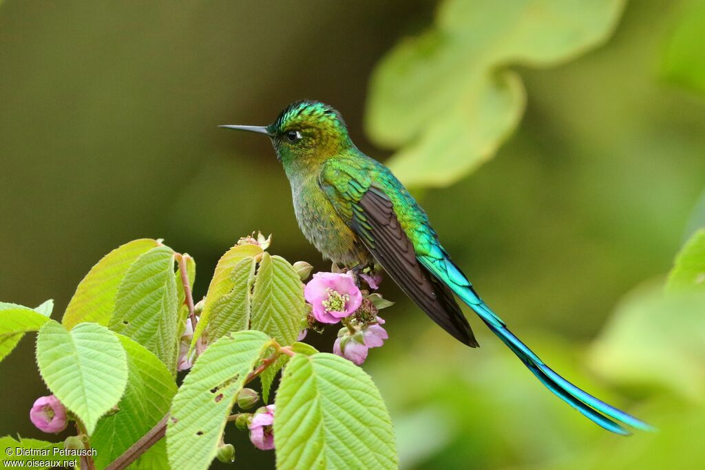 Long-tailed Sylph male adult, identification